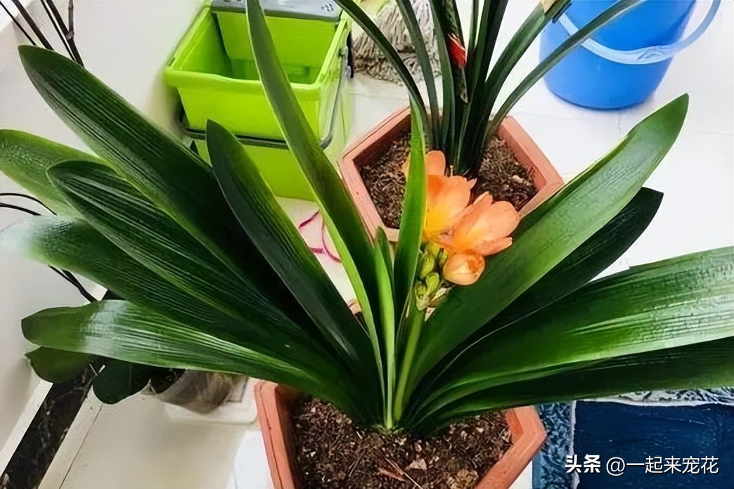 君子兰只长新叶不开花是怎么回事,君子兰长新叶是不是就不能开花了