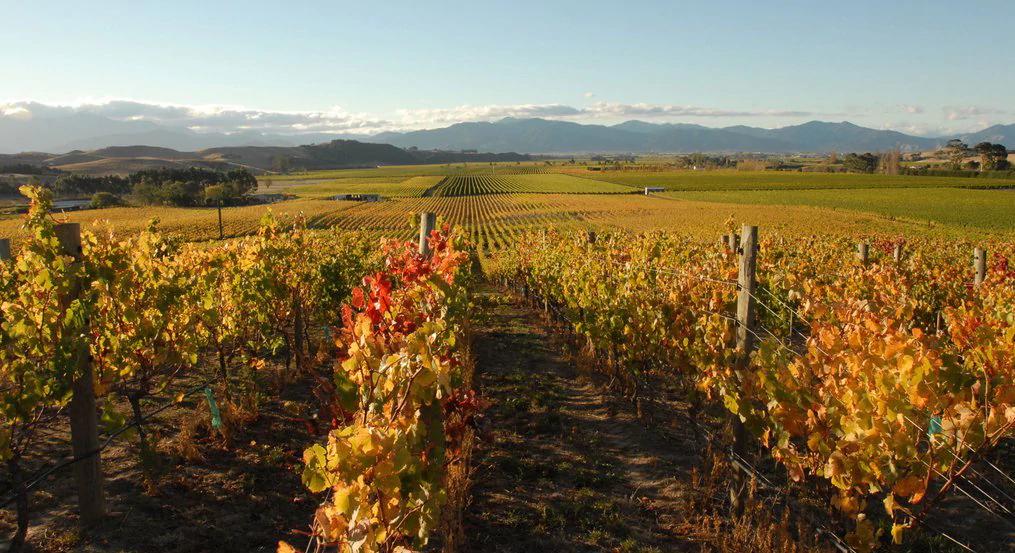 芙朗酒庄,新西兰酒庄马尔堡