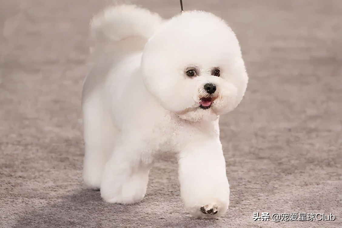 比熊犬语言大全,比熊犬照片棉花糖