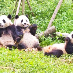 大熊猫基地怎么才能去喂大熊猫,大熊猫基地怎么去九寨沟