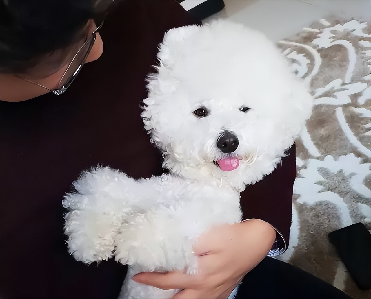 比熊的5种坏性格你家是哪种,比熊什么表现说明认定你主人了