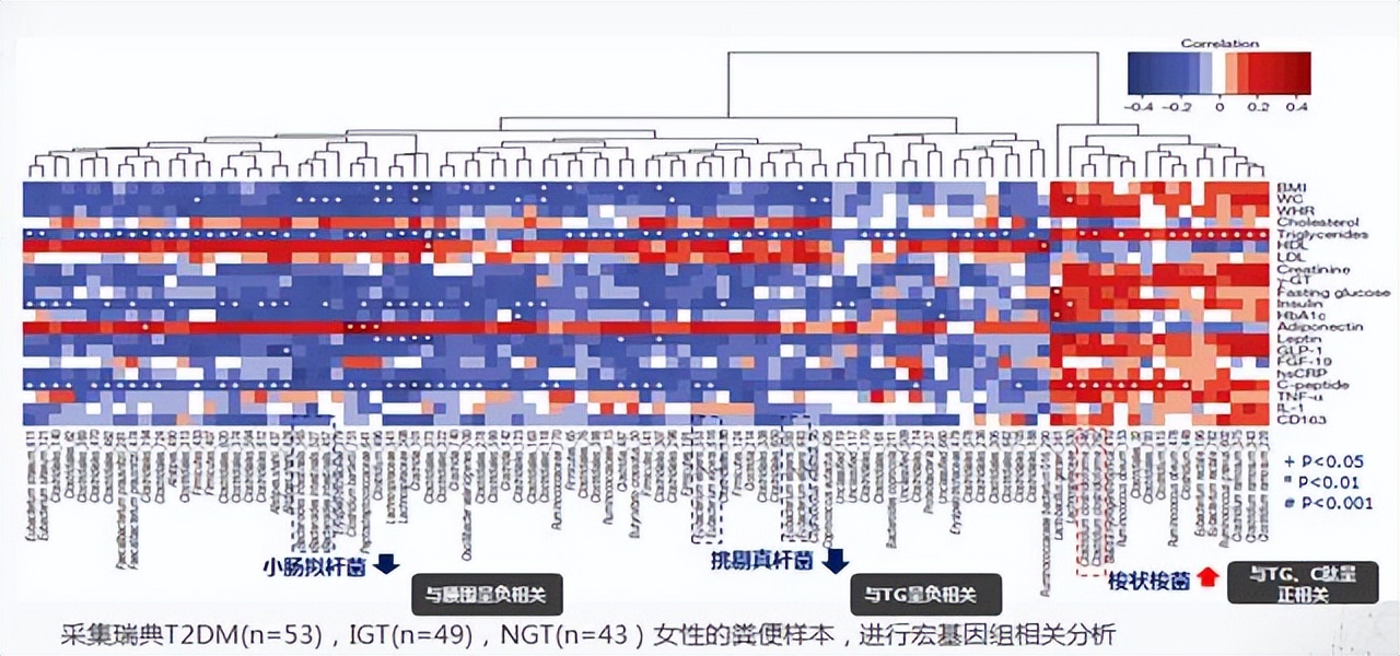 肠道菌群对糖尿病的影响,肠道有益菌对糖尿病的影响