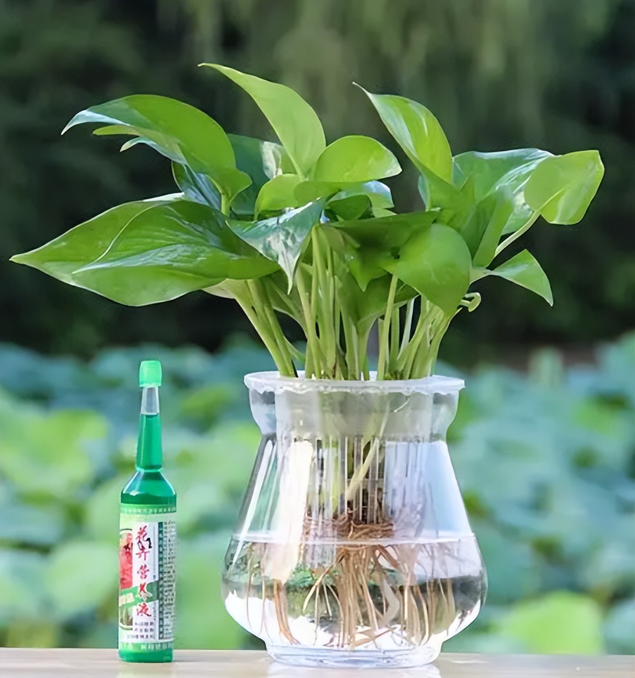 水培南天竹叶尖干枯怎么办,水培巴西木叶尖干枯怎么办