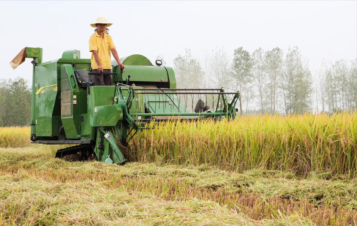 泰国香米一亩地产多少,泰国水稻有多少亩