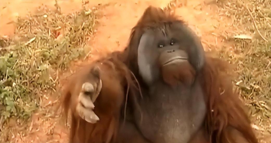 大猩猩减肥,红毛大猩猩减肥