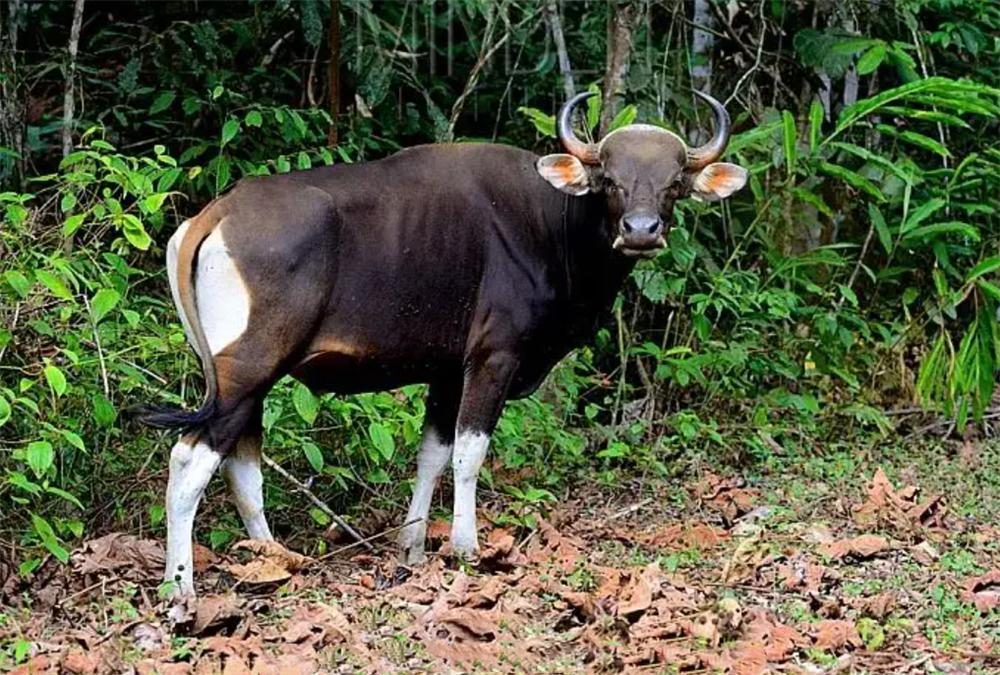 被遗忘的巨兽云南白肢野牛,野生白犀牛灭绝了吗