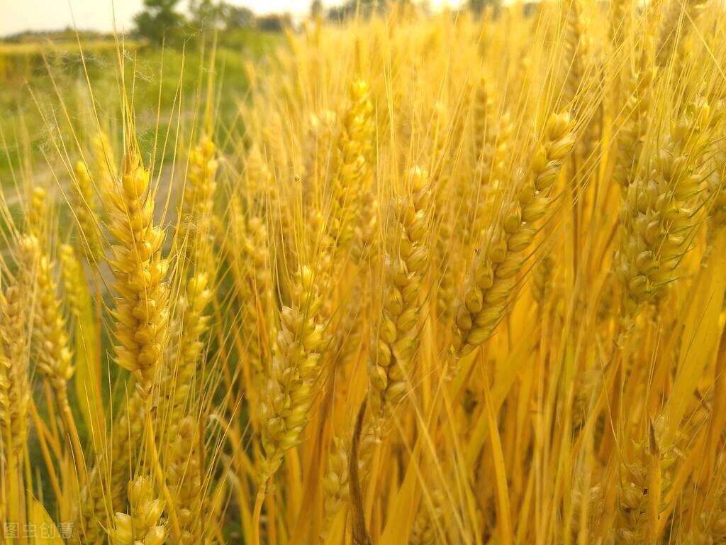 蒸汽发生器农产品应用,农业养殖蒸汽发生器