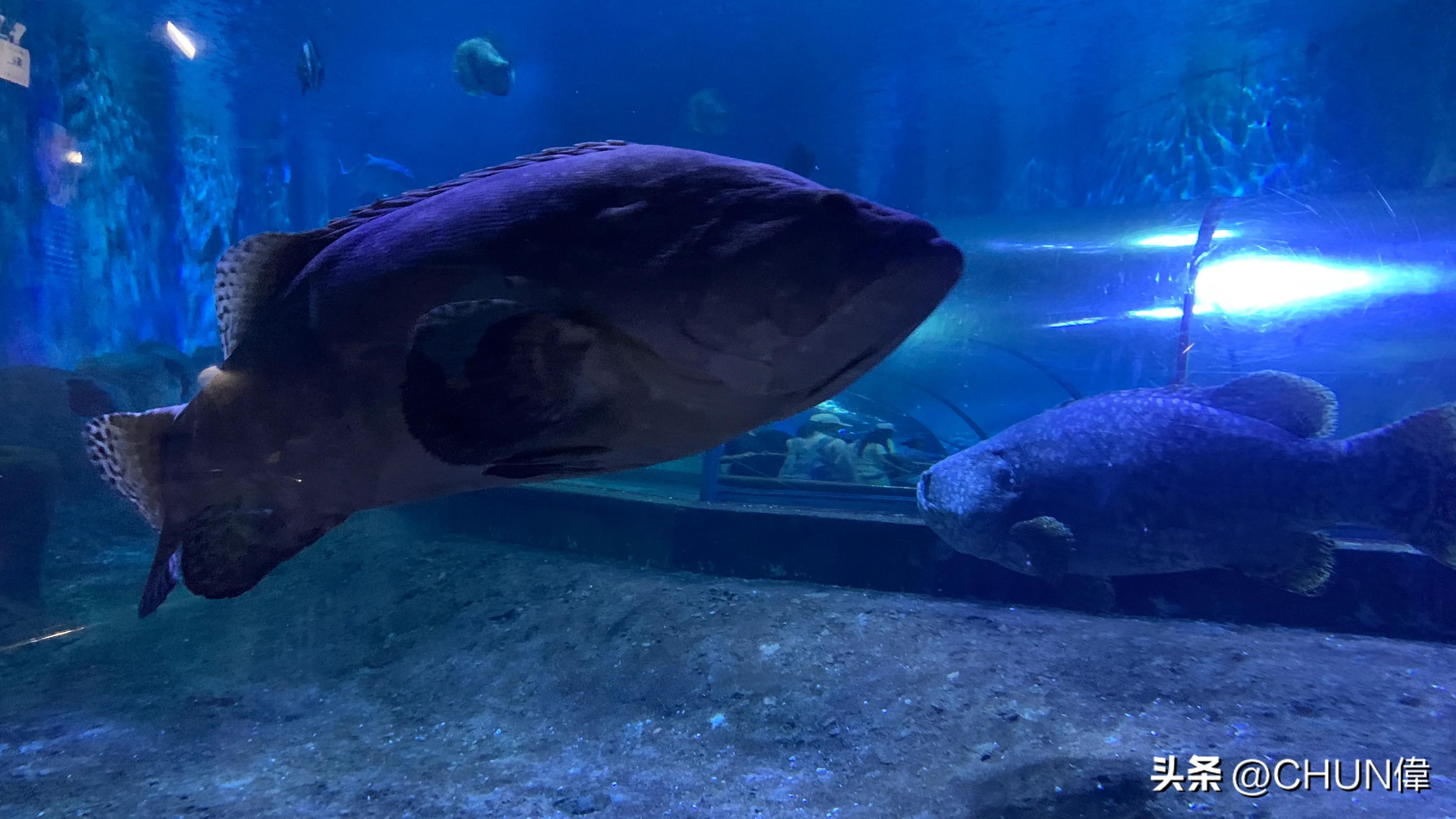 自由行厦门鼓浪屿四天怎么安排,鼓浪屿一日游五一