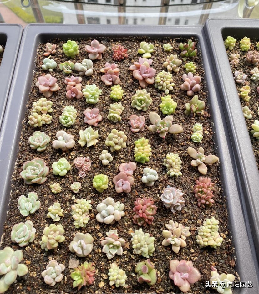 多肉怎么用叶片繁殖,多肉几月份适合砍头或叶插