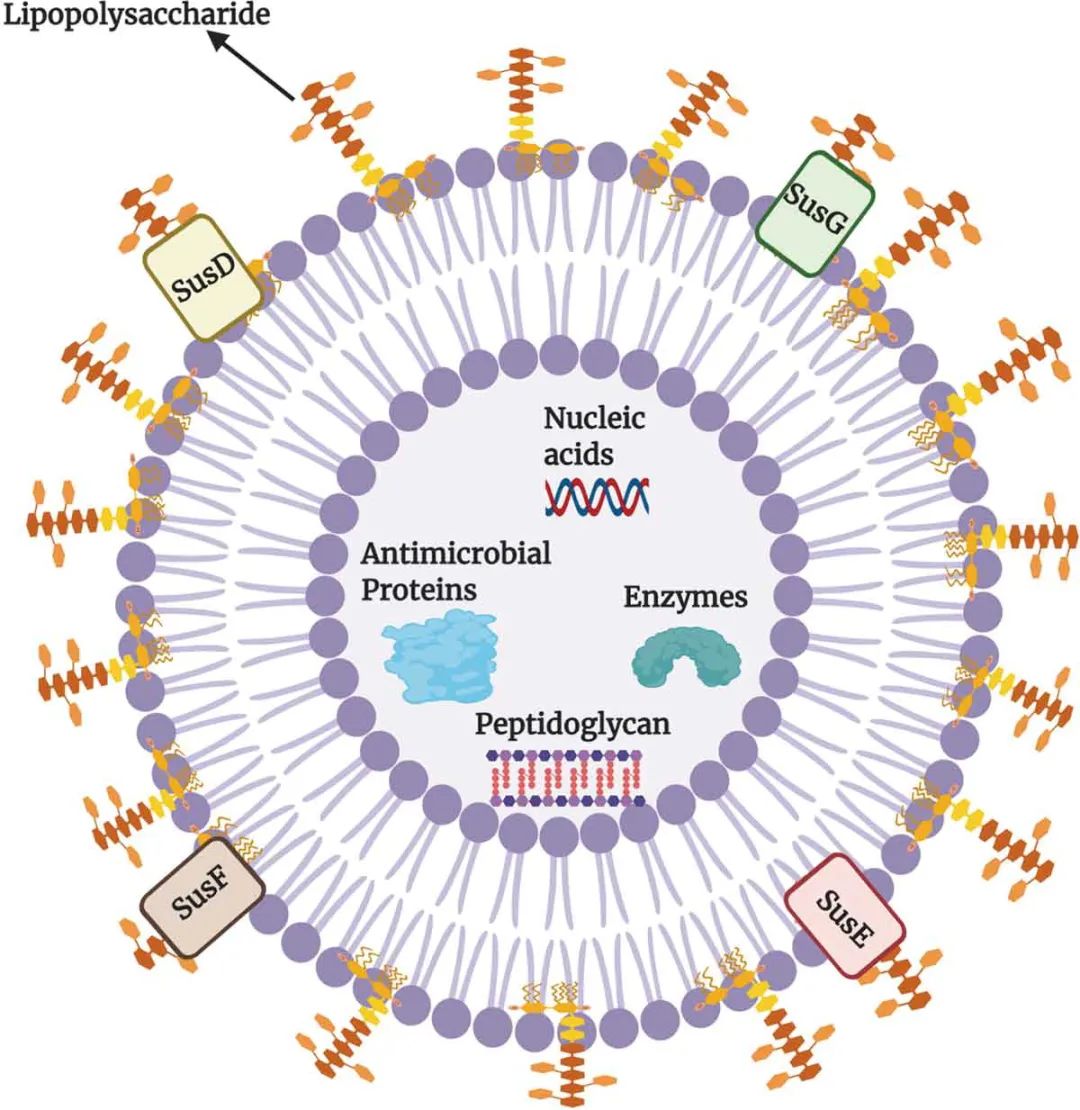 肠道重要的菌群有哪些,肠道杆菌的病原特点