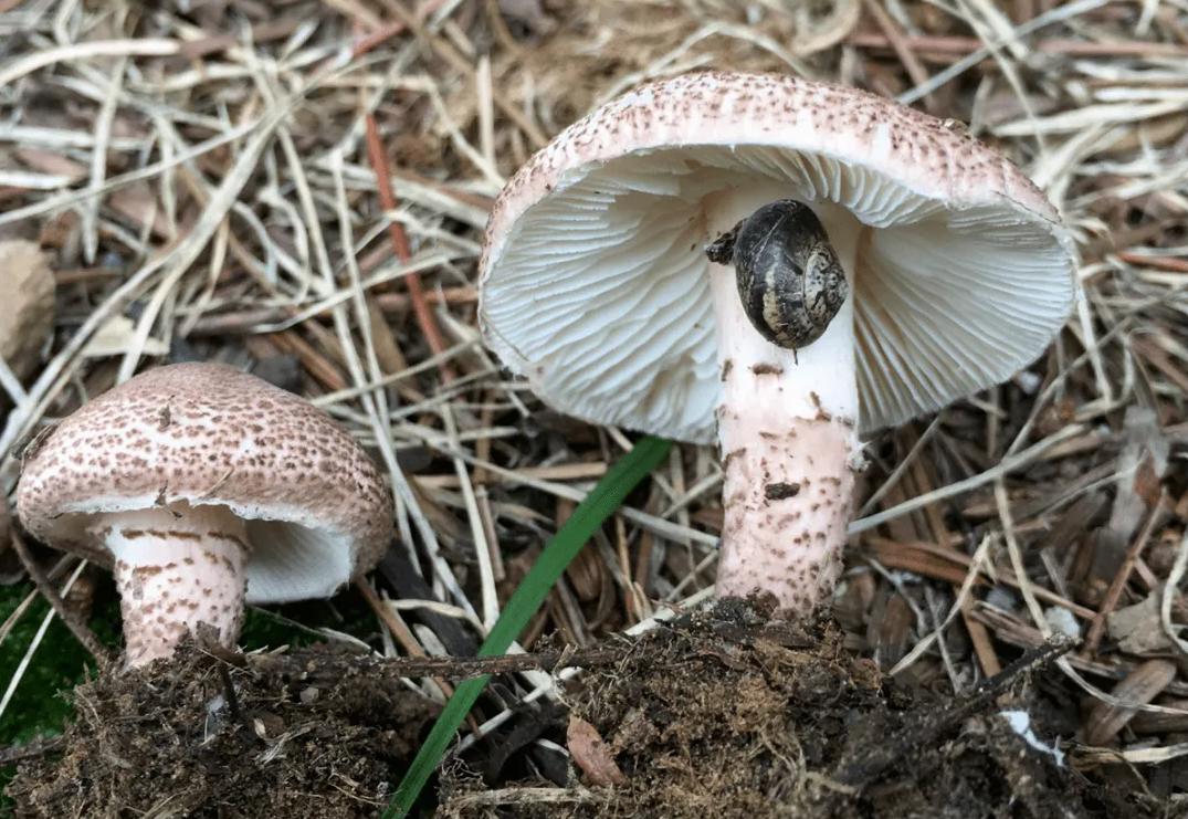 致死率95%，浙江一家四口误吃“铅绿褶菇”，会有什么后遗症