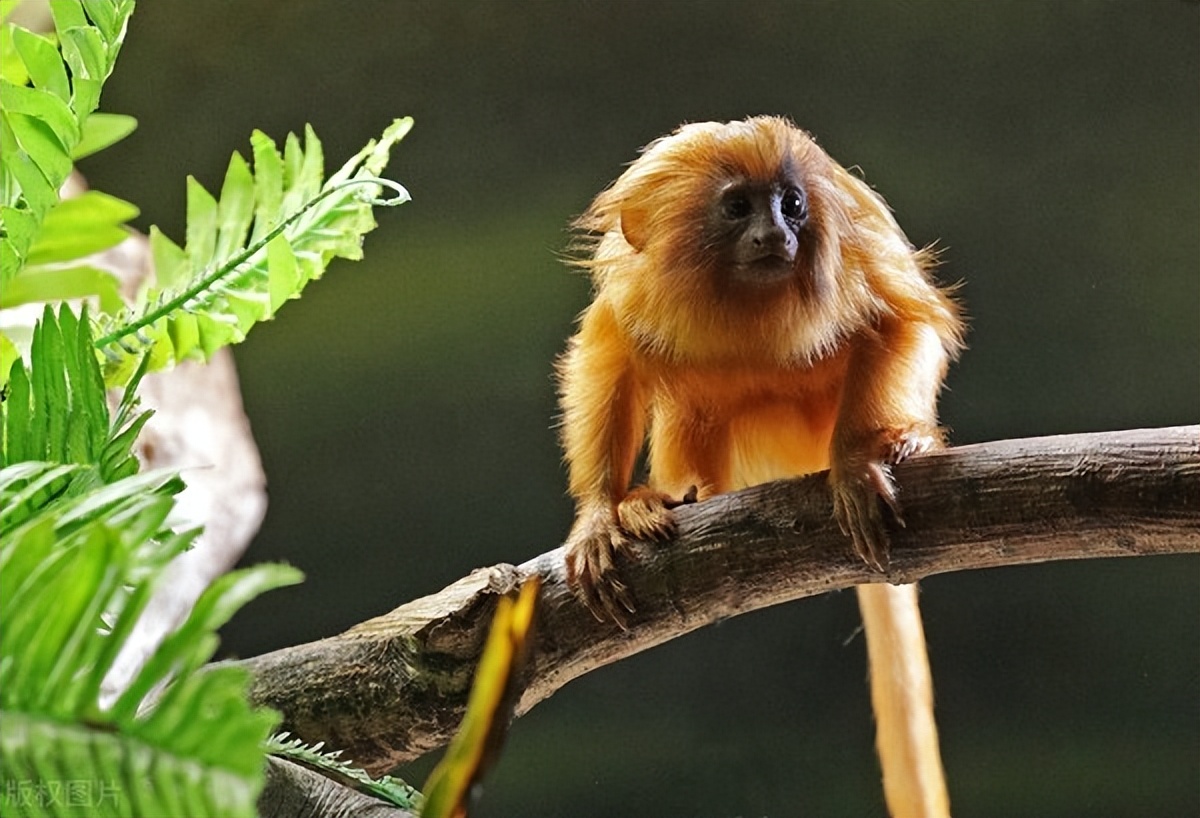 十个看似不真实但却真实存在的动物事实