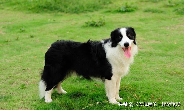 世界名犬排名前100图巴哥犬,世界名犬约克夏价格