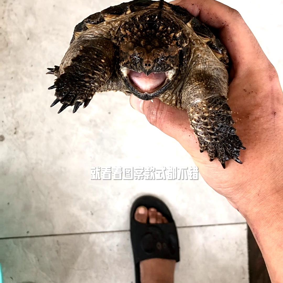 关于新手入手佛鳄龟，你学废了吗？#养龟人