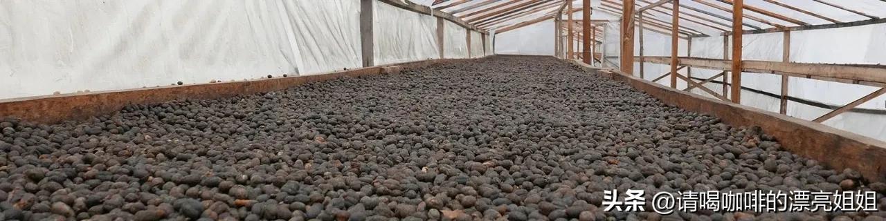 云南天皓庄园咖啡豆,云南天皓庄园