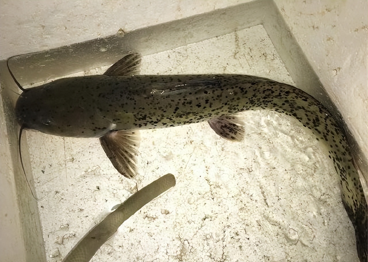 可以放心吃的几种野生鱼,野生鱼哪些地方不可以吃