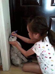 什么样的猫是旺家喵,旺家猫的长相和特征