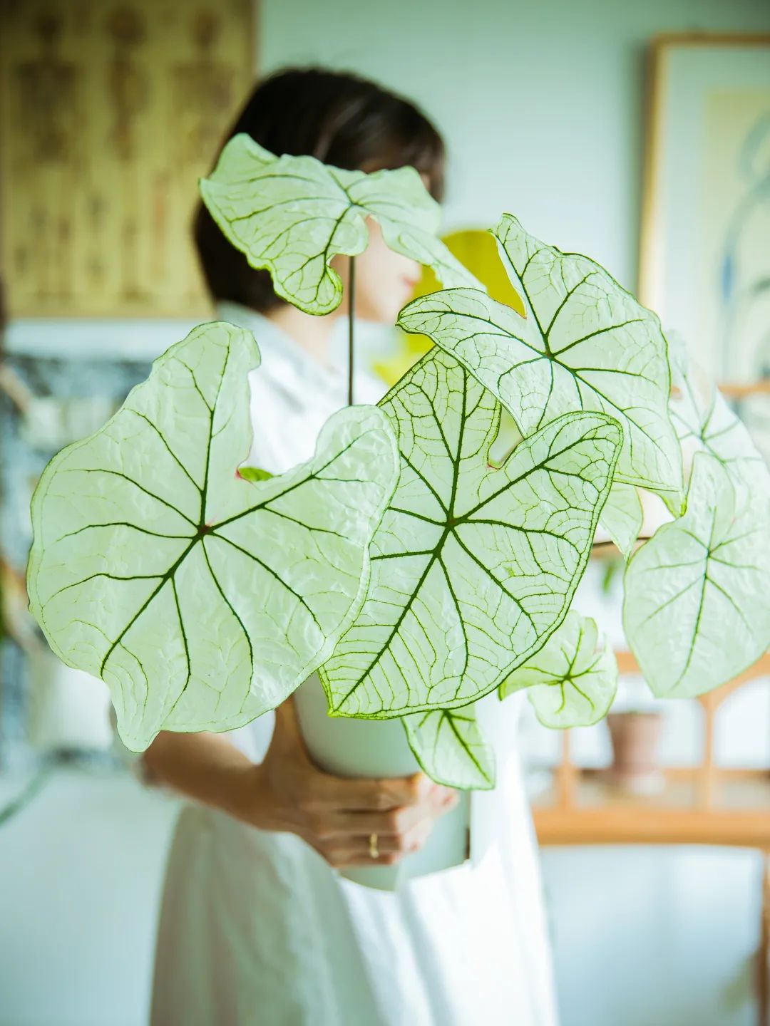 90后妈妈花3年时间,在北京打造室内“小森林”,满屋绿意