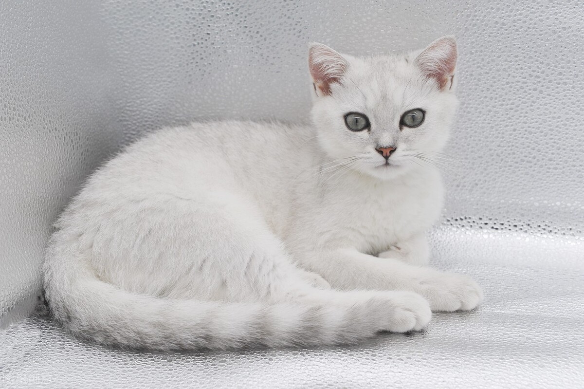 母猫咪发情为什么剃毛,猫咪发情会维持多久