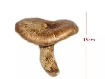 松茸美味不可抵挡,松茸独一无二