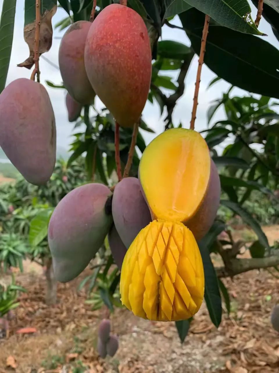 当红主播露露,主播露露个人资料