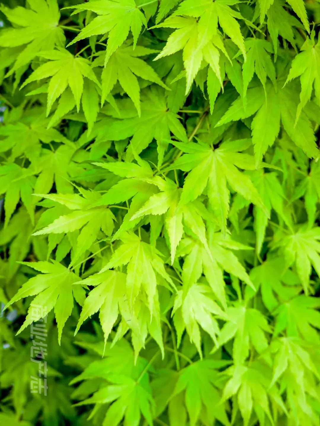 CRR百图斩｜公园里的新天地：上海蟠龙天地