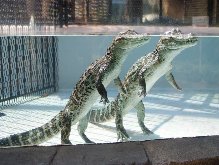 凶猛的鳄鱼居然这么可爱,又可爱又凶猛的鳄鱼