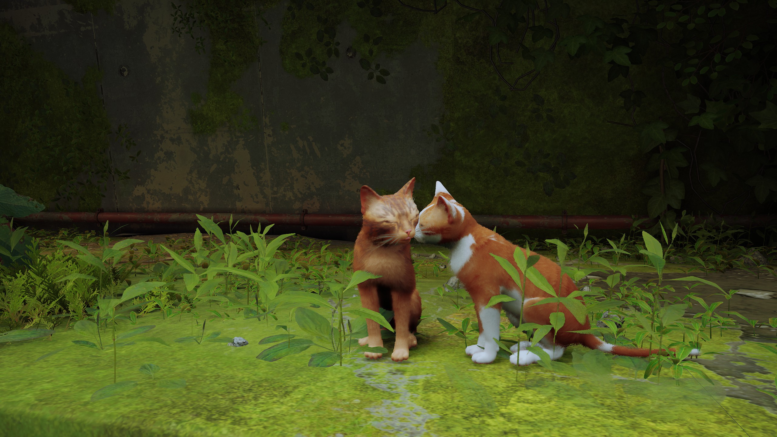 stray新游戏,stray这个游戏怎么样