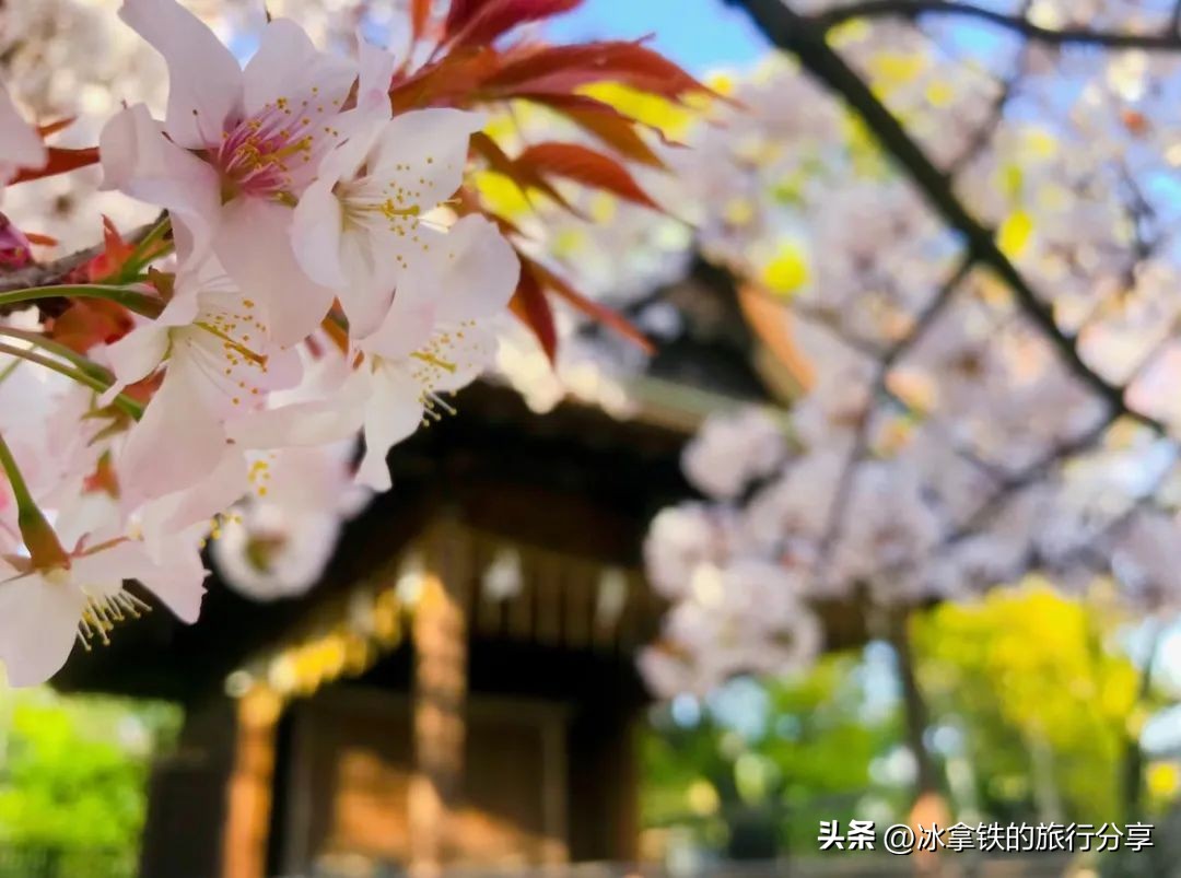 全球第八家宝格丽,最新的宝格丽酒店