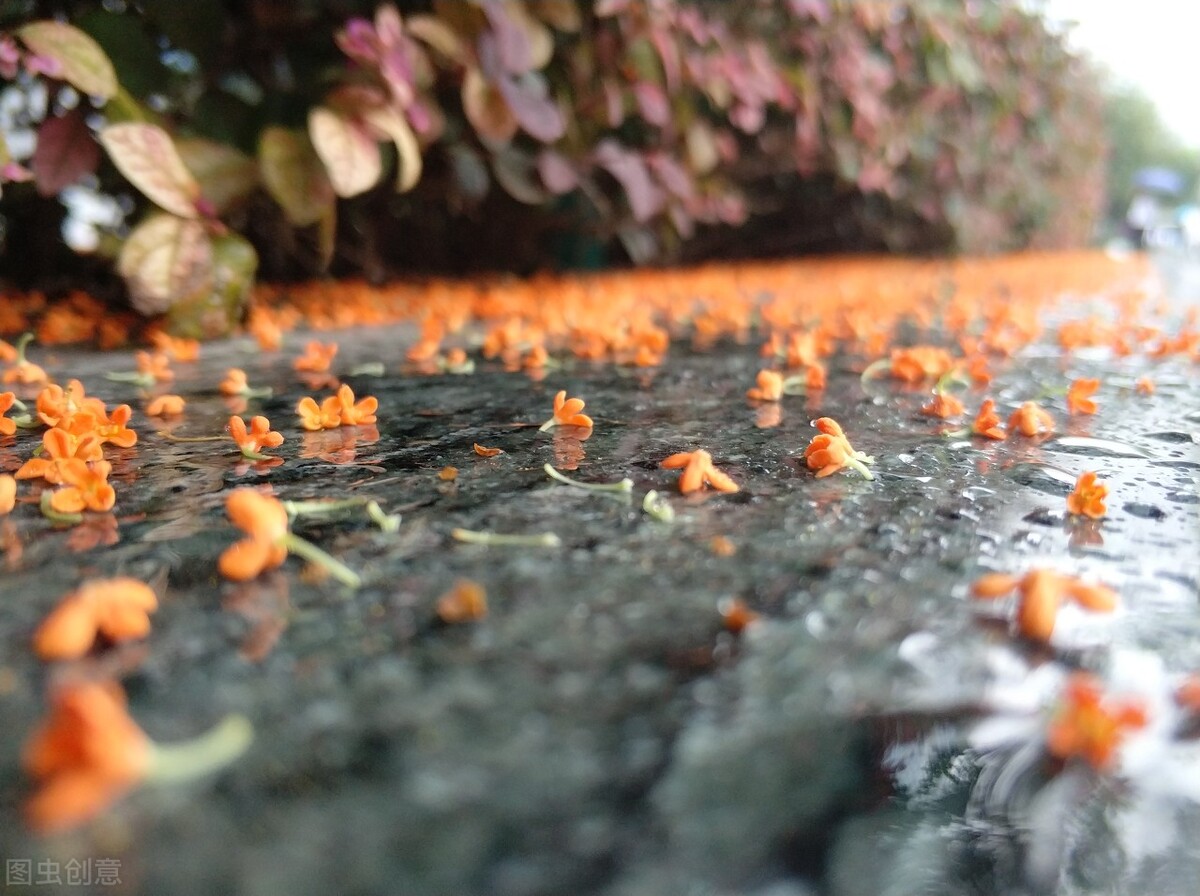 桂花的好处与危害,桂花太香有什么危害