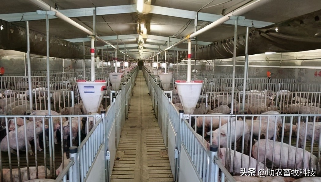 如何提高育肥羊经济效益,育肥猪养殖项目目的是什么