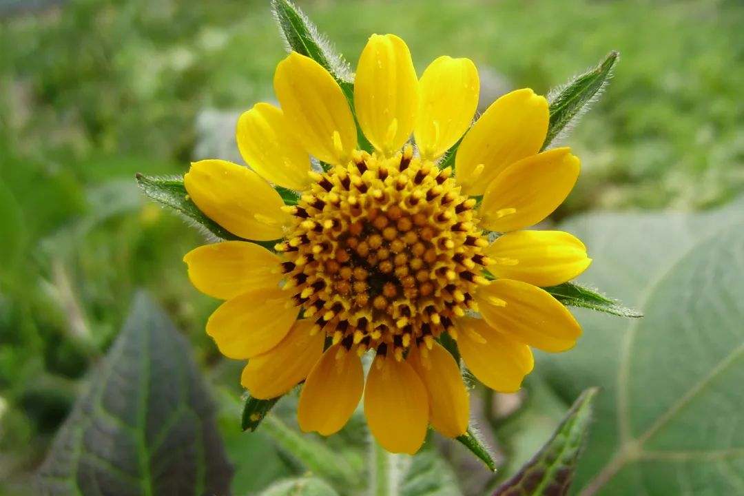 根类食物大全 (5种根菜类的食材)