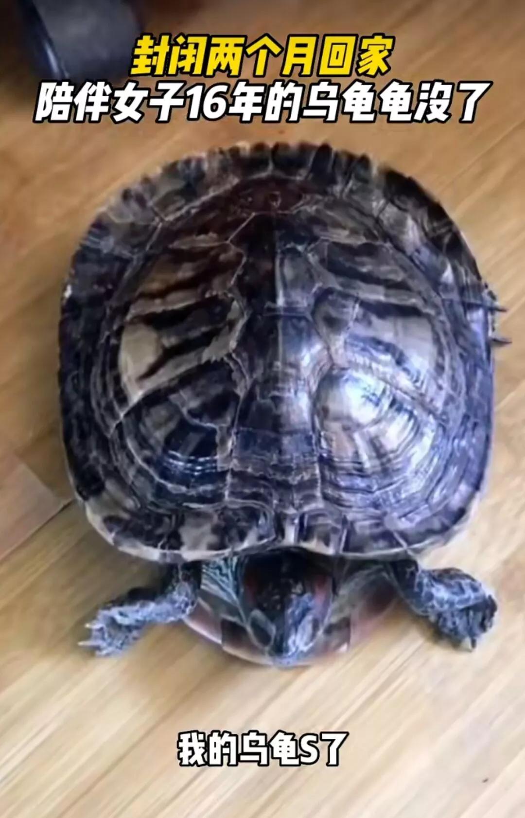 养了7年的乌龟为什么会死,养乌龟有哪些原因导致乌龟死亡的