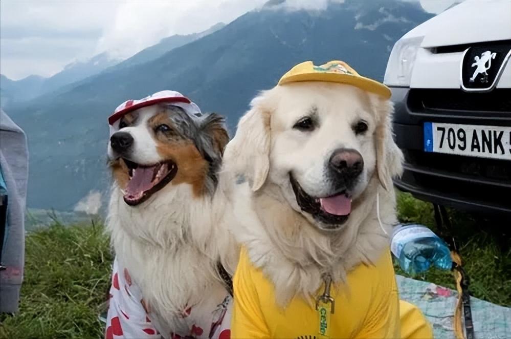 狗狗交配时，会流血吗？又为何会流血？