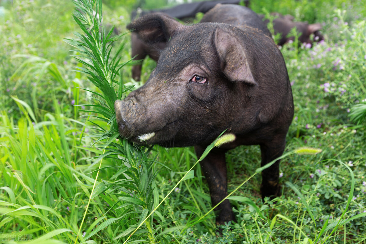 良田果园家庭农场,硕果累累家庭农场