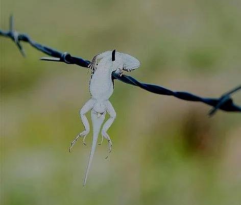 屠夫伯劳小说,伯劳屠夫鸟视频