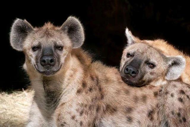 雌性斑鬣狗和雄性斑鬣狗体型对比,如何辨别斑鬣狗公母