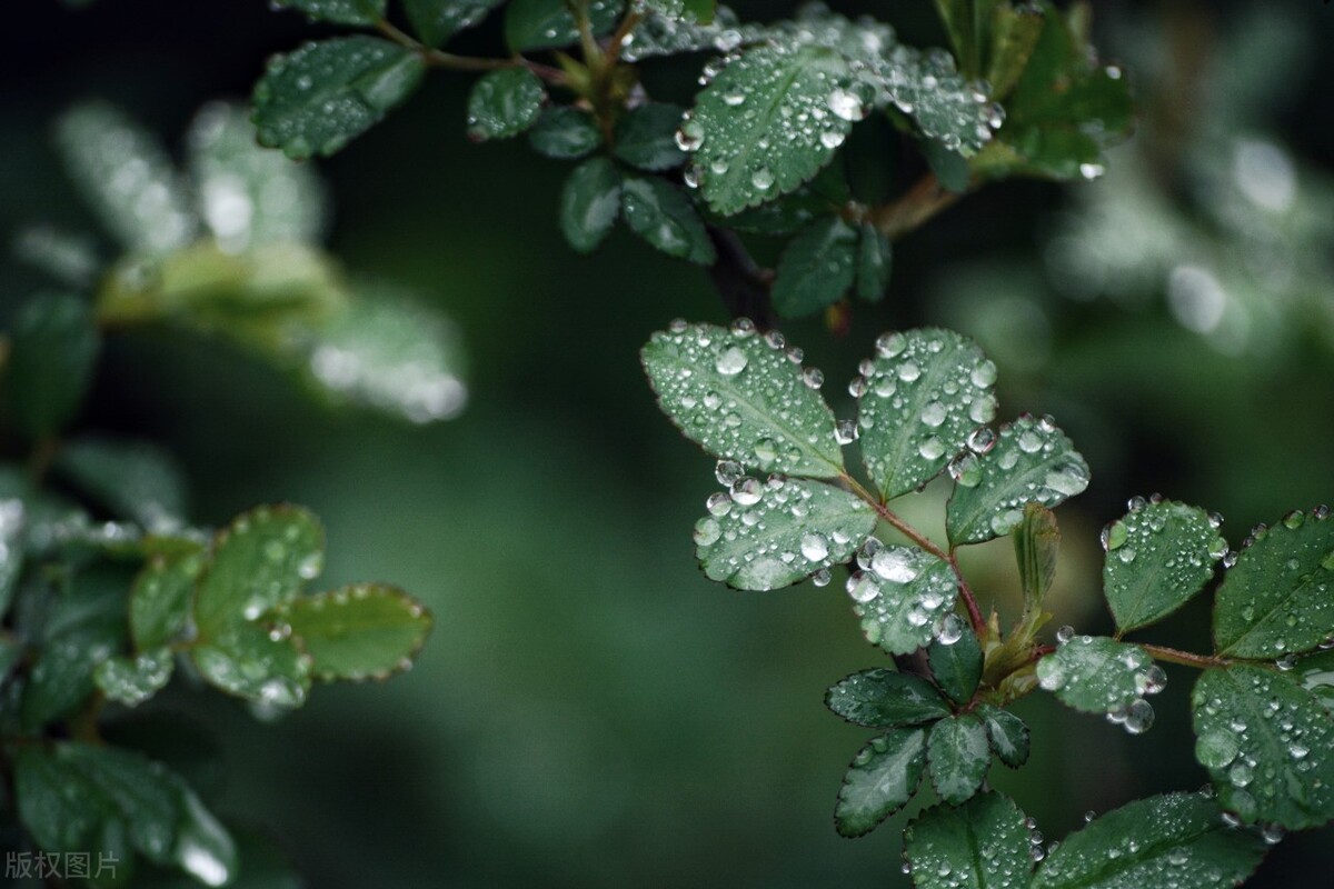一首经典的写春天的古诗词,关于春天的古诗词有多少首