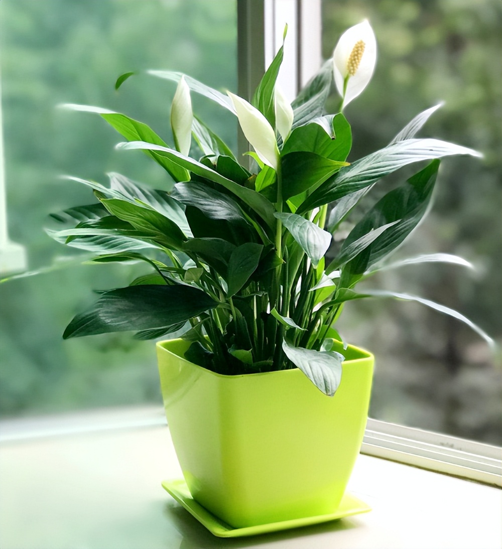 家里放财气的六种花,家里养什么花最好运气最旺