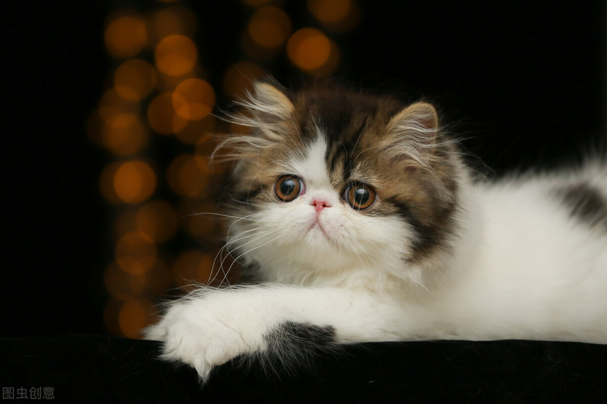 四十天猫咪拉肚子最快的解决办法,猫咪拉稀吃什么食物最好