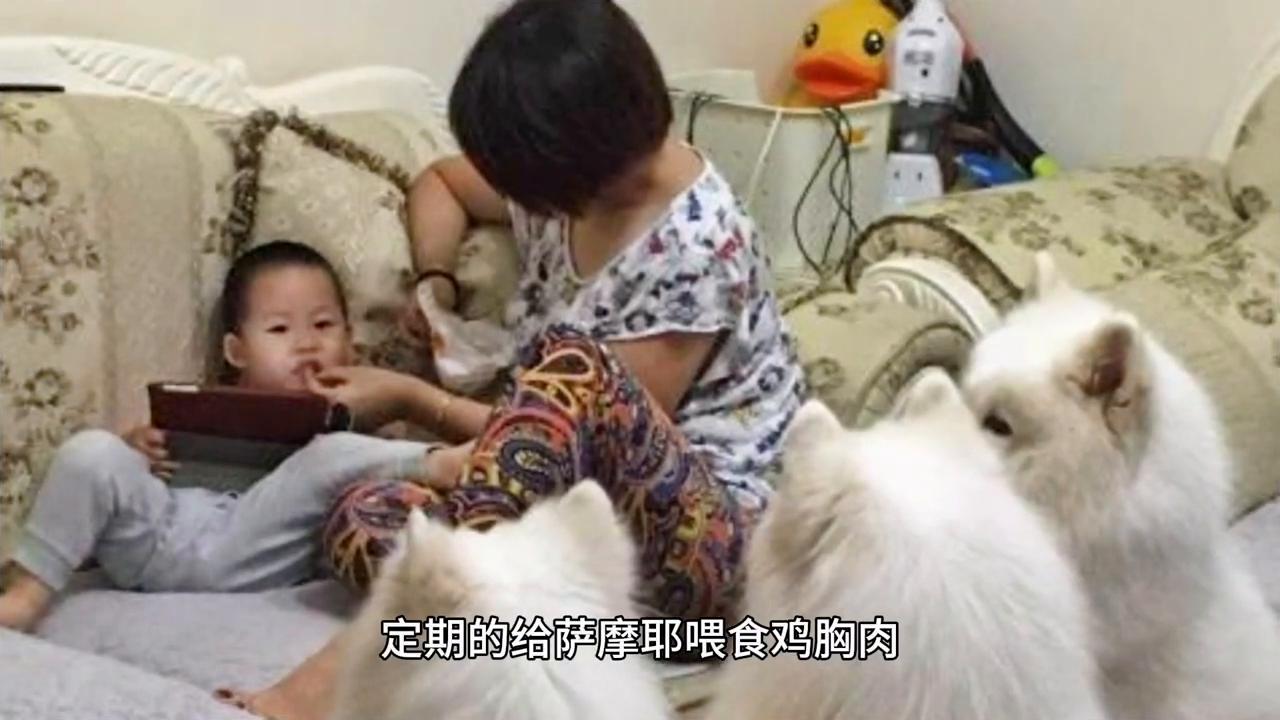 萨摩耶毛发怎么变白,萨摩耶毛发变黄怎么办