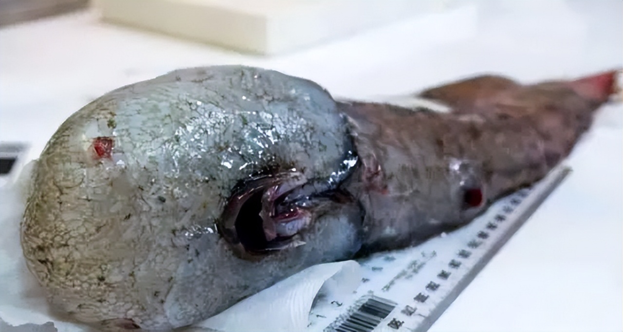 大海里的十种怪鱼,海洋里最可怕的三大怪鱼