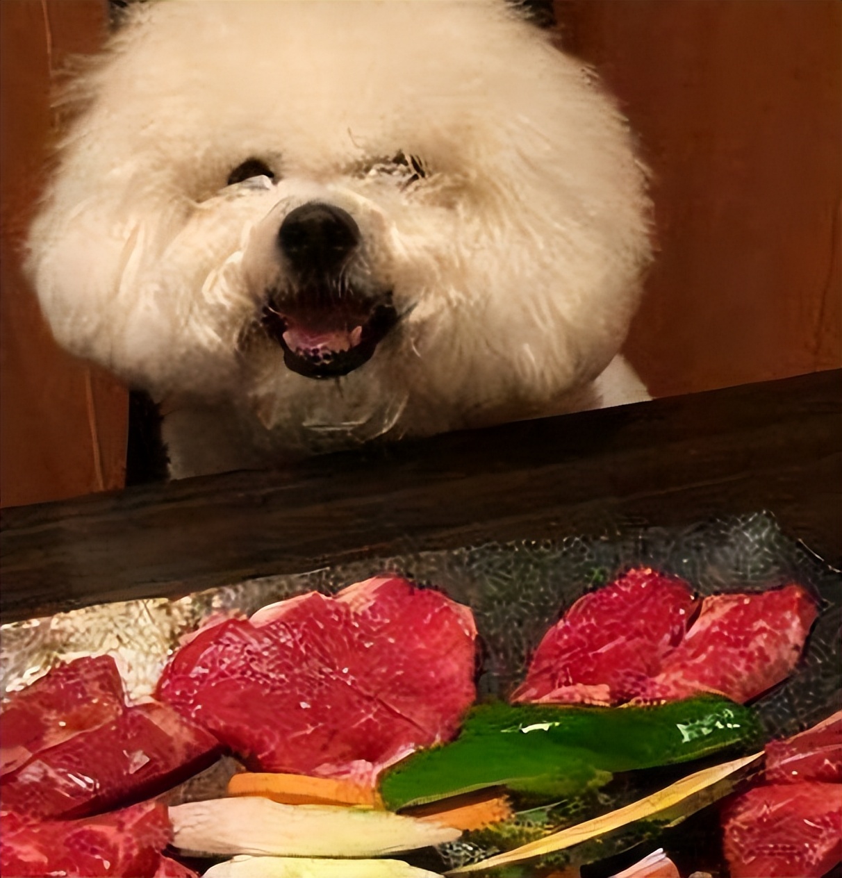 养比熊的都进来，不要再让“悲剧”发生了