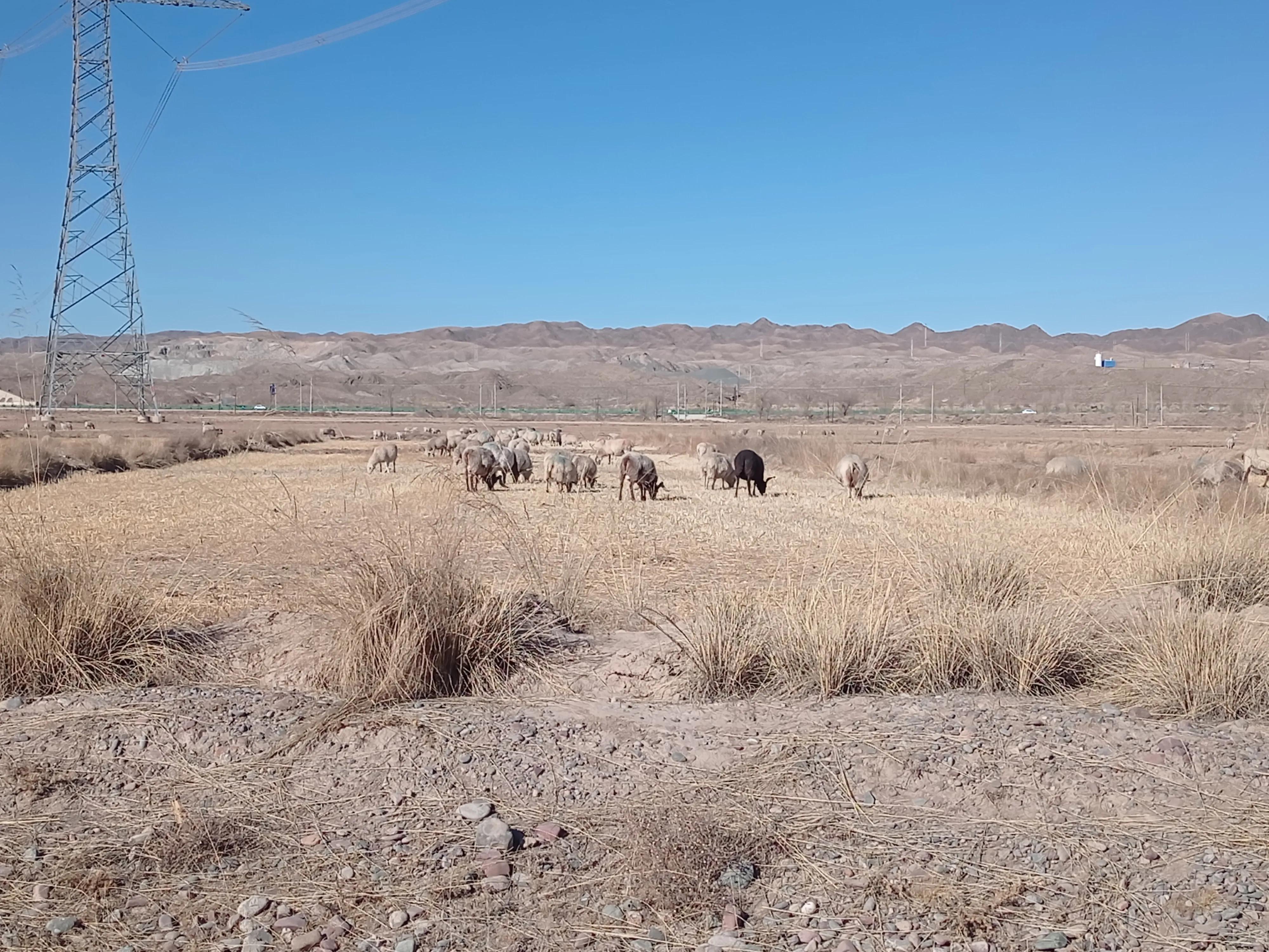养羊最近几年的前景如何,养羊的利润和投资风险
