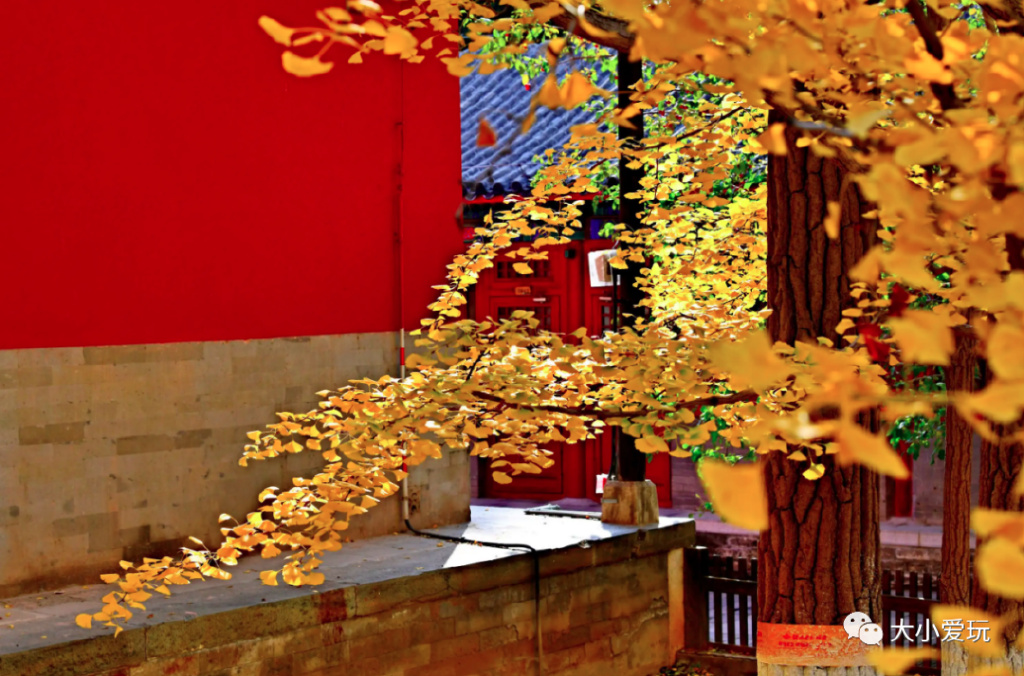 银杏最美的地方,这九个美丽的地方你想去看看吗