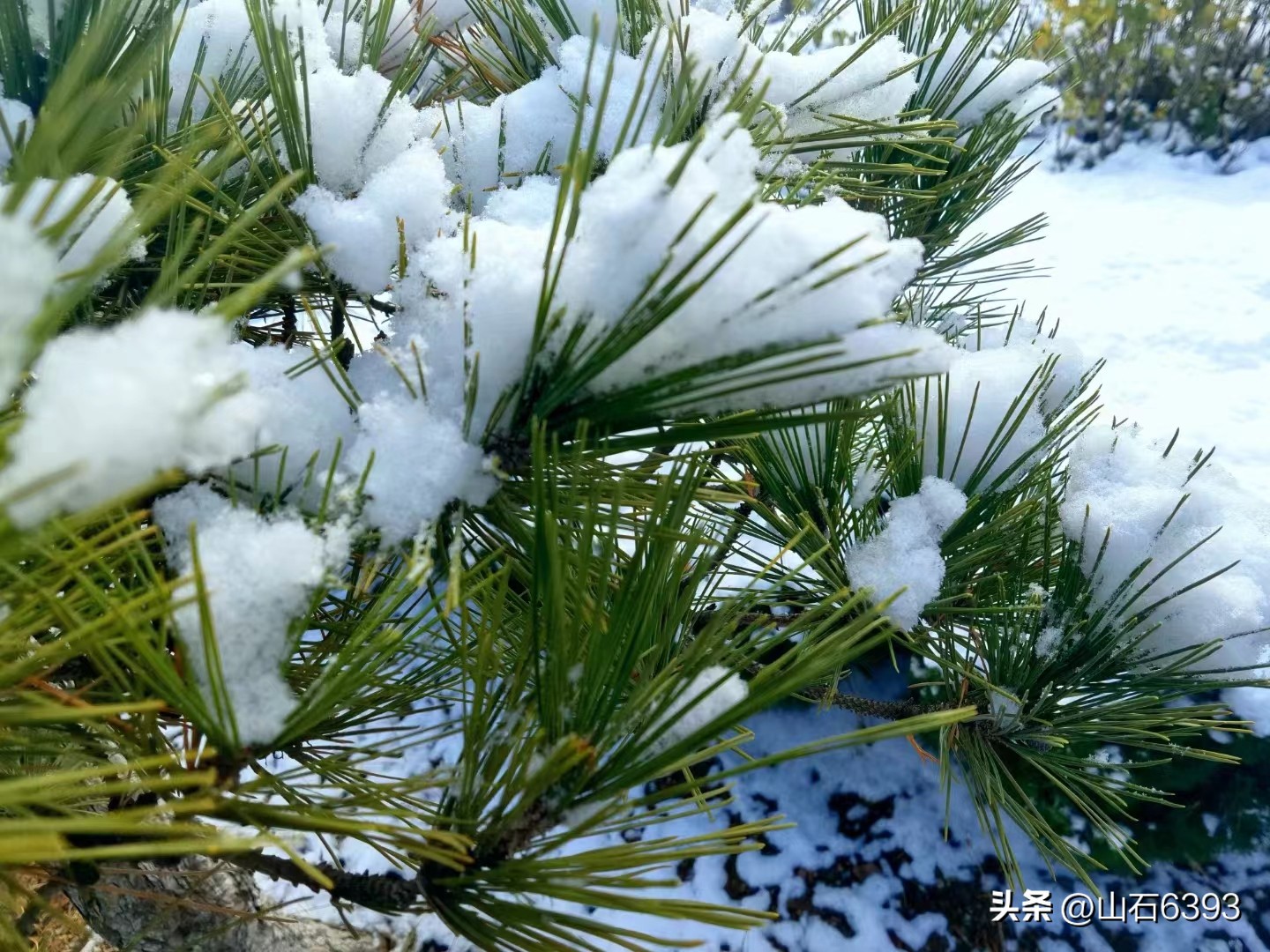 「战友美文」于天松：《泰山松》（诗）