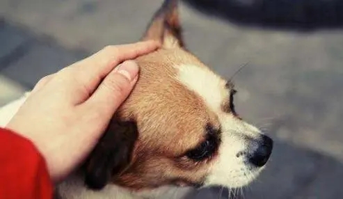 公狗切除睾丸后怎么护理,公狗绝育切下来的睾丸怎么处理