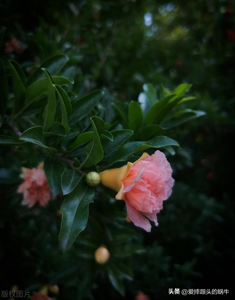 石榴花壁纸生如夏花,石榴花盛开的夏天