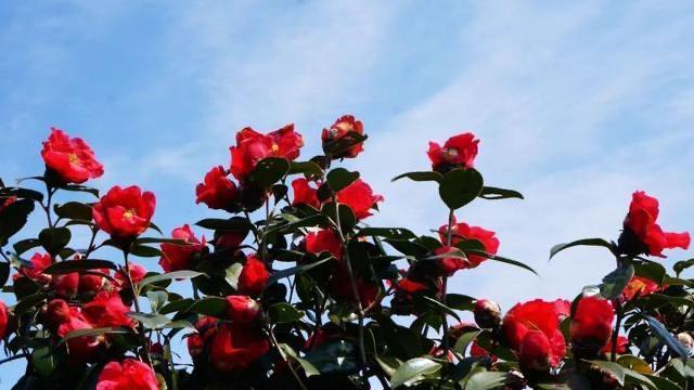 一月山茶花哪个地区最美,赏花山茶花