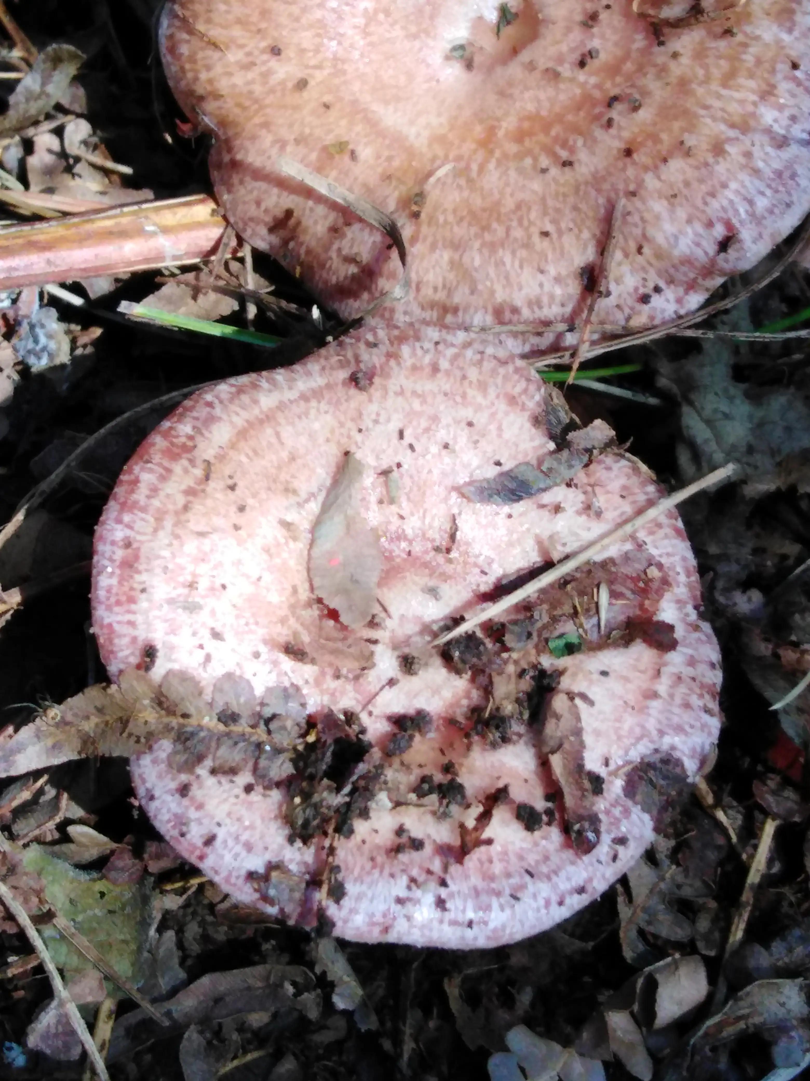 古城新貌的视频,古城新貌彰显活力